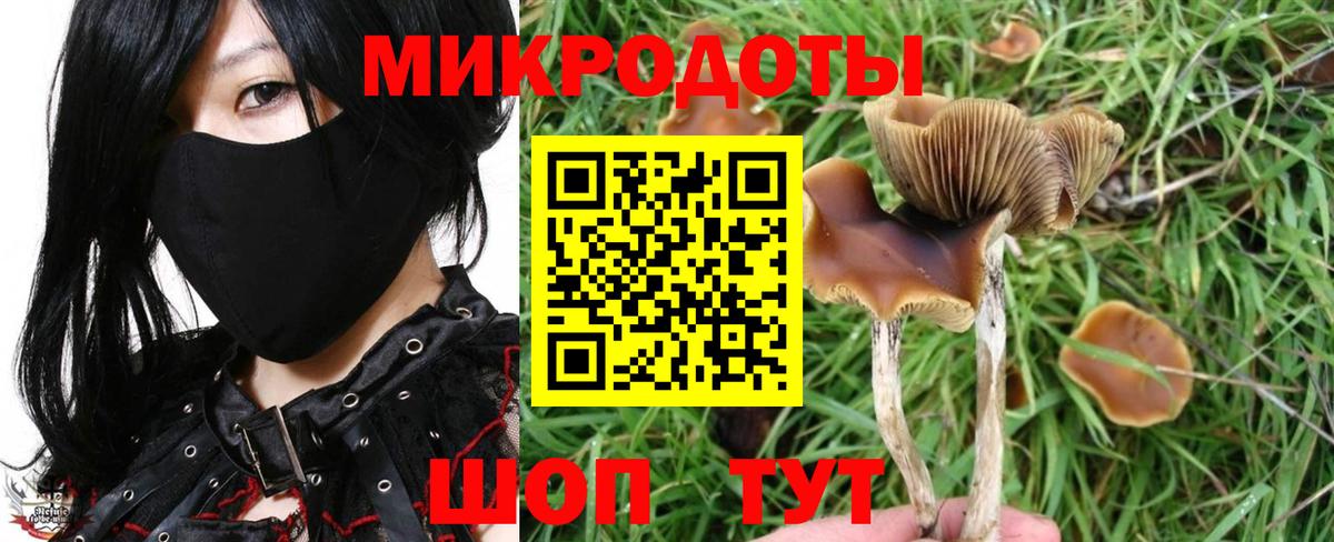 Псилоцибиновые грибы Psilocybine cubensis Кириши